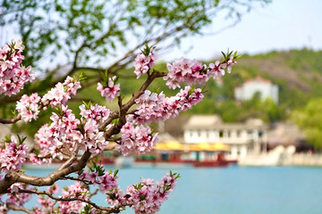 桩查查 | 96个充电桩 颐和园春季赏花充电超方便