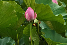 國產(chǎn)新能源汽車百花齊放