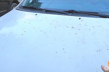 長時間不洗車會傷車嗎？內行人告訴你，哪里最容易受傷