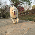 小賤