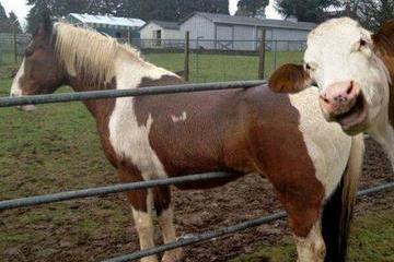 科技业又一个“噩耗”：美国议员拿出了遏制巨头的重磅提案