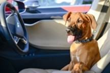 特斯拉正研发“狗狗模式” 保护留在车内的宠物狗安全