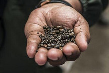 钴销量19390吨 洛阳钼业去年净利润46亿元