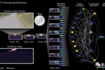 MIT用19个神经元实现自动驾驶控制，灵感来自秀丽隐杆线虫