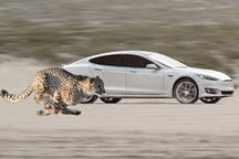 特斯拉改进弹射起步功能 让车辆具备“猎豹姿态”快速加速