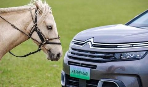 销量，神龙汽车,8月汽车销量