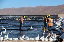 Millennial竞购战再升温，赣锋锂业联手Lithium Americas截胡宁德时代