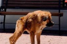 【一周车话】这车，好“狗”啊