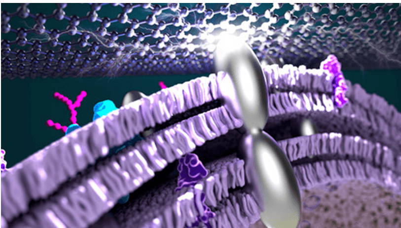 <a class='link' href='http://ewshbmdt.cn/tag/電池' target='_blank'>電池</a>，燃料電池，加州大學洛杉磯分校,銀,燃料電池,生物燃料電池,希瓦氏菌