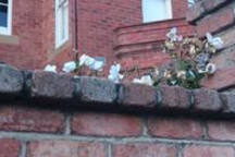 极星为何“墙内开花墙外香”