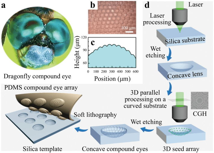 以蜻蜓眼睛为灵感 吉林大学开发新型微透镜阵列制造技术