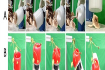 ROSE：日本研究人員開發(fā)柔軟且多功能的機器人夾持器 可用于收獲農作物