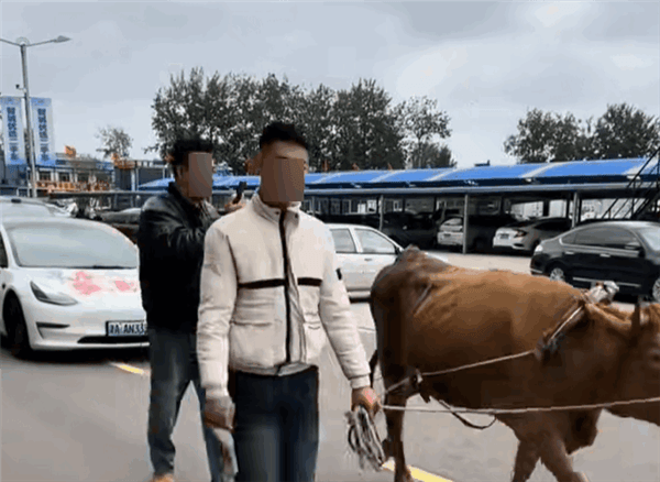 9.9萬買的二手特斯拉不能開 車主用牛拉車維權！瓜子二手車回應