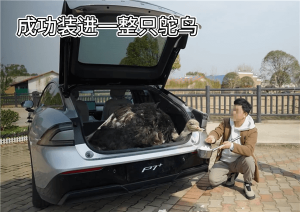 何小鵬的flag實現(xiàn)了！有人真將一只鴕鳥裝進了P7+的后備廂