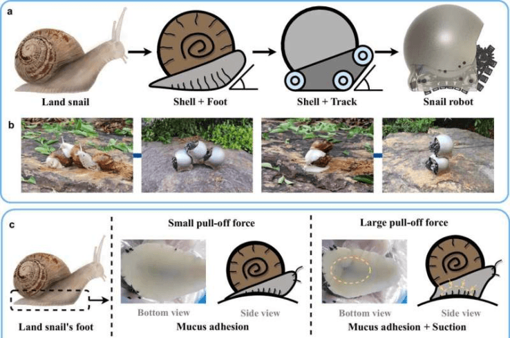 香港中文大学创造机器人蜗牛 可以通过履带独立移动或一起攀爬