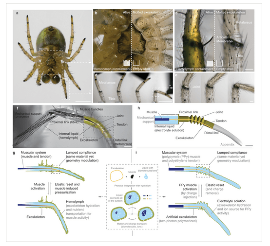 塔尔图大学模仿蜘蛛腿开发出软体机器人 有望进入人类难以到达的地方
