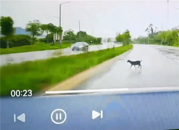 躲大象后又救羊 阿維塔車主雨天開(kāi)啟智駕：華為NCA輕松繞行