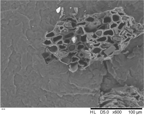 用香蕉来制造汽车轻量化部件?美国研究人员开发新型生物材料