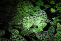 塔夫茨大學利用植物來指導下一代太陽能電池板設計
