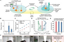 研究人員開發出自適應3D打印系統 可用于生物成像和冷凍保存