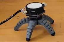 受蘑菇電脈沖控制 康奈爾大學開發出生物混合機器人