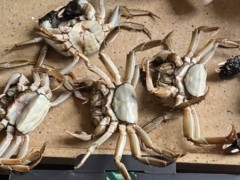 AI造假騙退款？蘇州買家被拘8日追繳195元！