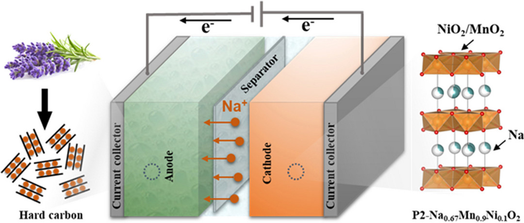 薰衣草材料也可用于钠电池？科学家将花卉废料转化为储能装置