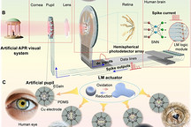 研发人员打造仿生机器人眼 可自动调节瞳孔大小以应对强光