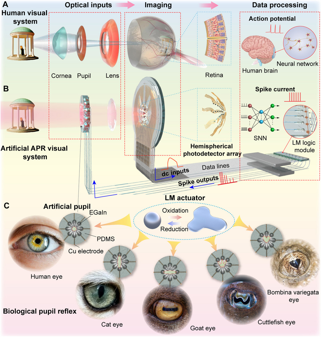 研发人员打造仿生机器人眼 可自动调节瞳孔大小以应对强光