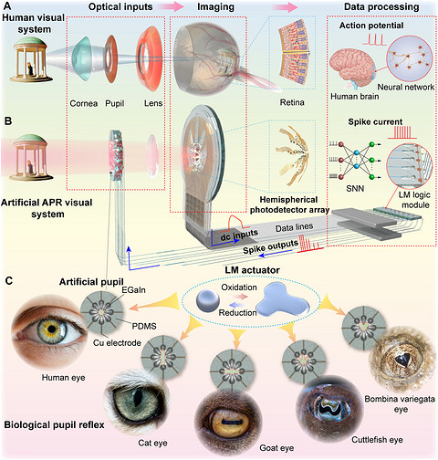 研发人员打造仿生机器人眼 可自动调节瞳孔大小以应对强光