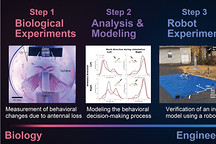 日本研究人员发明仿生昆虫机器人 即使只有一根工作“天线”也能追踪气味