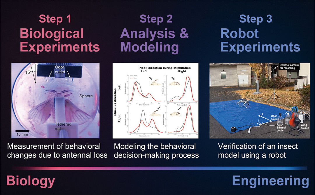 日本研究人員發(fā)明仿生昆蟲機(jī)器人 即使只有一根工作“天線”也能追蹤氣味