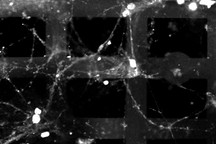 普林斯顿大学利用脑细胞制造出3D生物电子混合系统