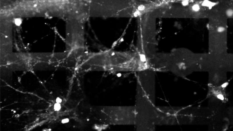 普林斯顿大学利用脑细胞制造出3D生物电子混合系统