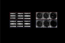 加州大学发明成像系统改进方案 有望提升生物医学成像和自动驾驶车辆传感器的性能