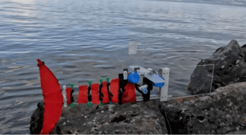 纽约大学坦登工程学院研发ScaFi仿鱼水下机器人 可实现5倍尺度扩展适配溪流与湖泊场景